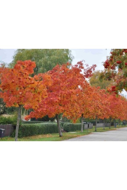 Горобина звичайна Додонг